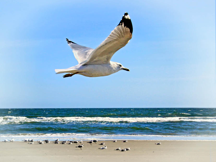 Gulls along the surf Photograph by Carolyn Derstine