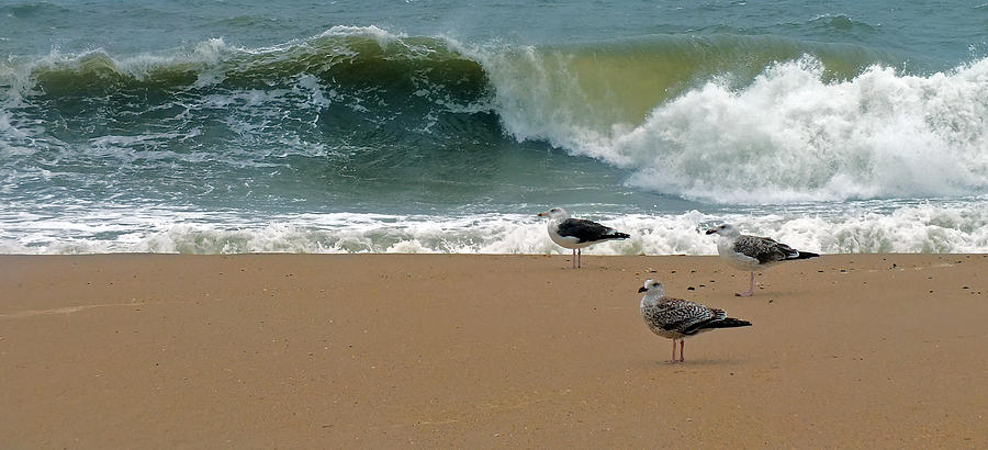 Bird Photograph - Gulls And Breakers by William Walker