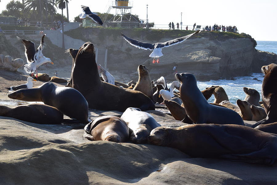 Gulls And Sea Lions Photograph
