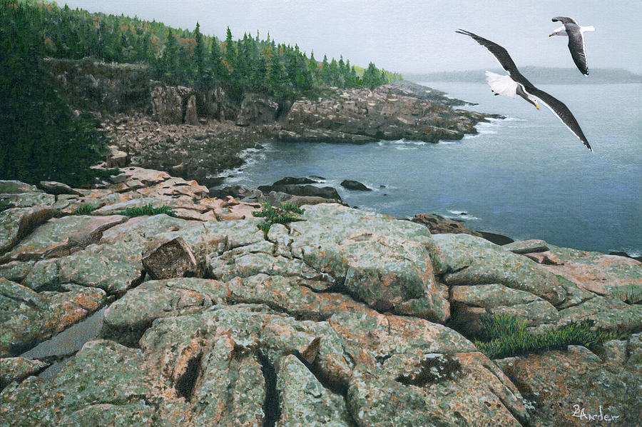 Gulls at Monument Cove Drawing by Brent Ander