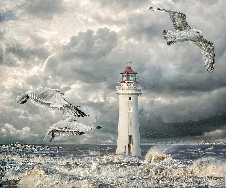 Gulls at Perch Rock Photograph by Brian Tarr