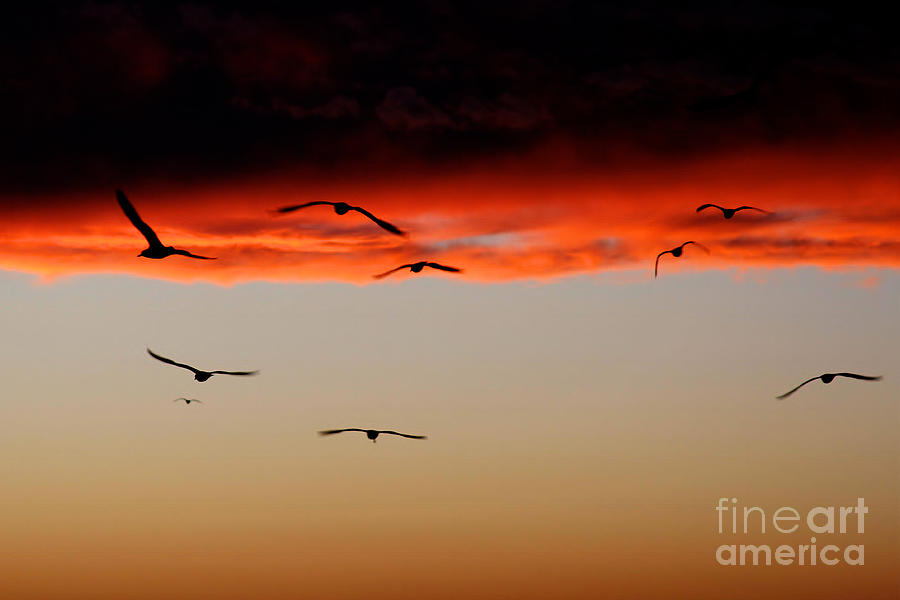 Gulls at sundown Photograph by Heidi Farmer