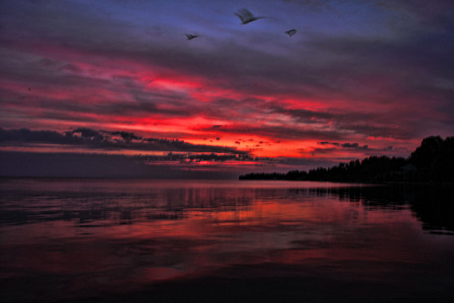 Gulls At Sunrise Photograph by Gerald Salamone