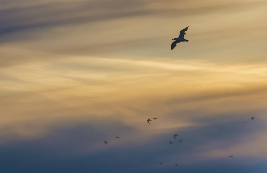 Gulls At Sunset Photograph by Beth Venner