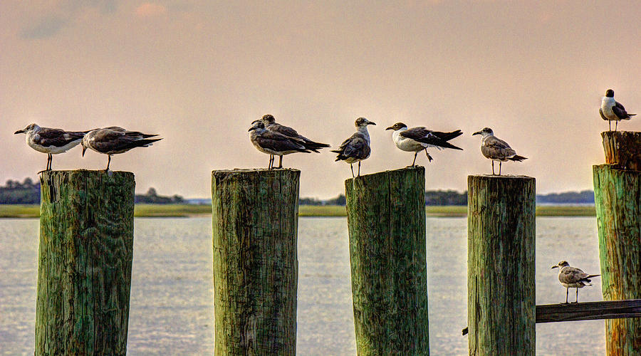 Gulls Photograph by Barry Jones