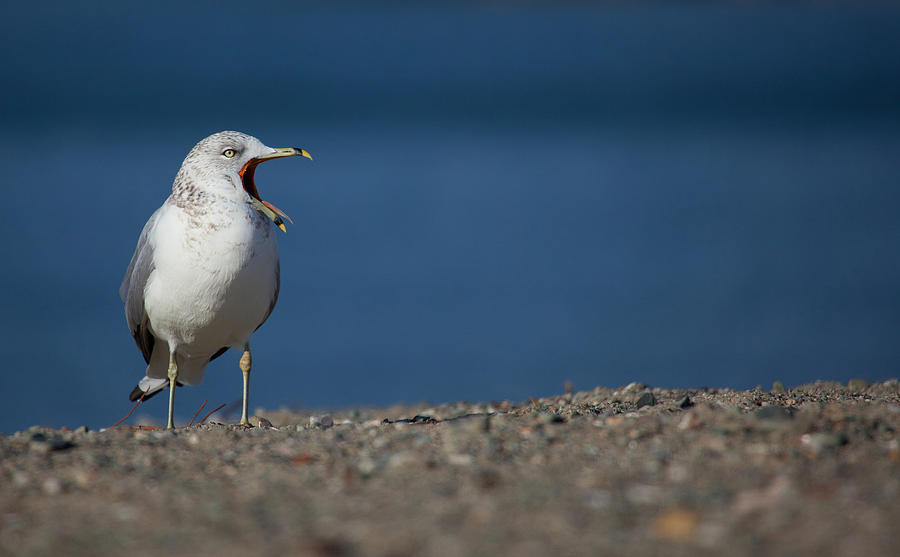 Bird Photograph - Gulls Call by Karol Livote