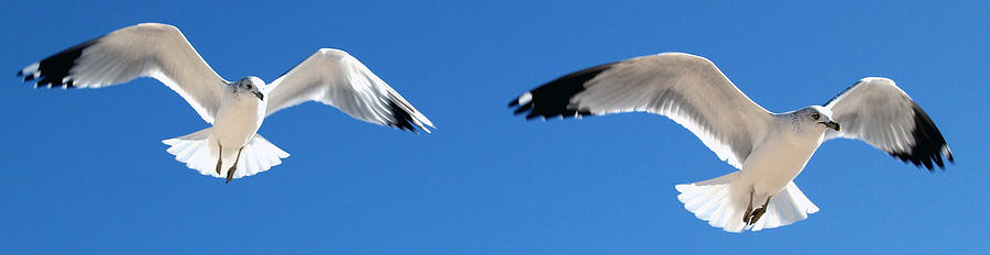 Gulls Close Up 3 Photograph by JustJeffAz Photography