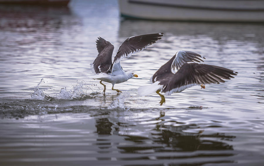 Gulls Fishing At Water Surface Photograph by Ktsdesign/science Photo Library