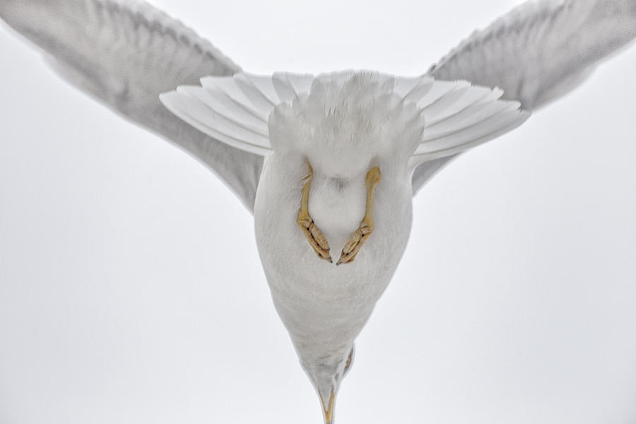 Gulls Flight Photograph by Karol Livote