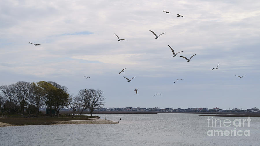 Gulls Flying Above the Inlet Photograph by MM Anderson