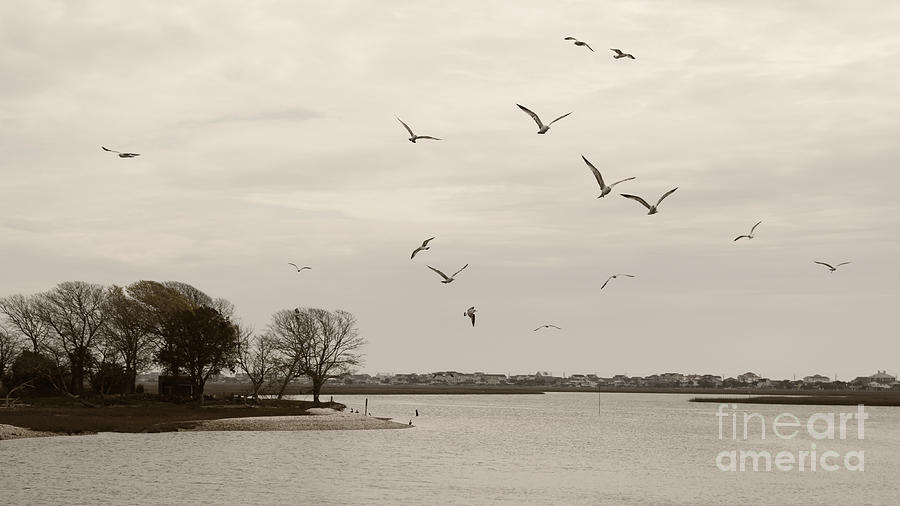 Gulls Flying Above the Inlet Sepia Photograph by MM Anderson