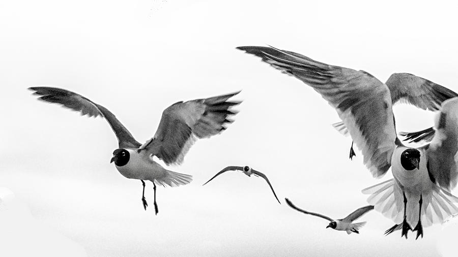 Bird Photograph - Gulls in Flight -1 by Gary Warnimont