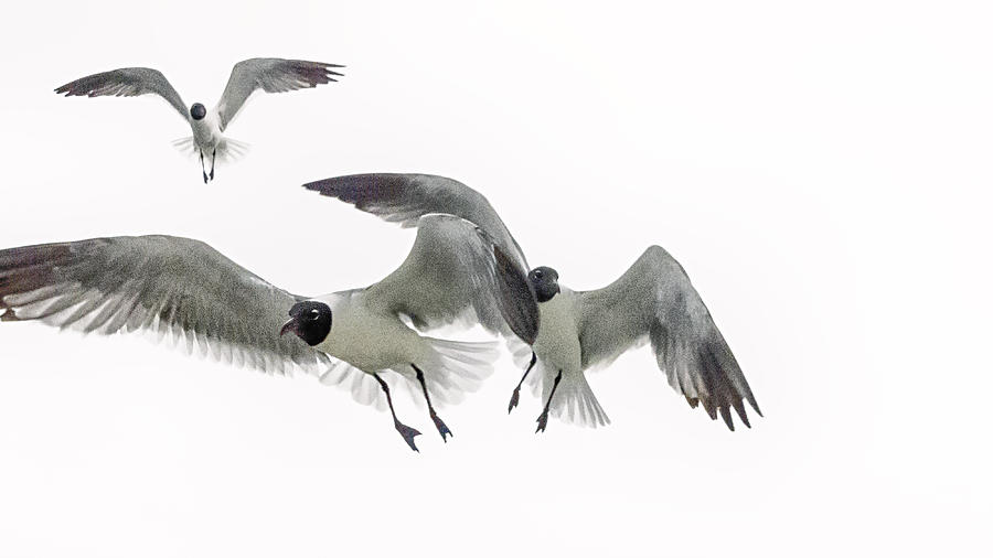 Gulls in Flight 2 Photograph by Gary Warnimont