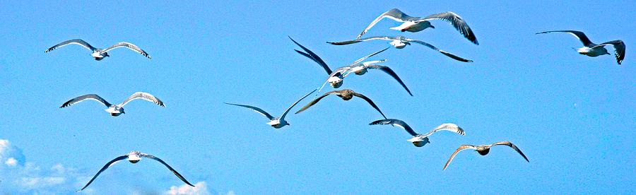 Gulls in Flight Photograph by Brian Sereda