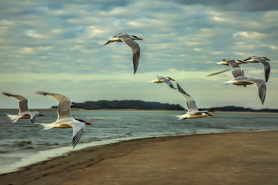 Gulls In Flight Photograph by Diana Powell