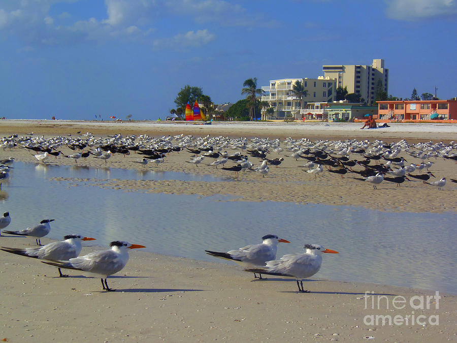 Gulls in Formation Siesta Beach Painting by Lou Ann Bagnall