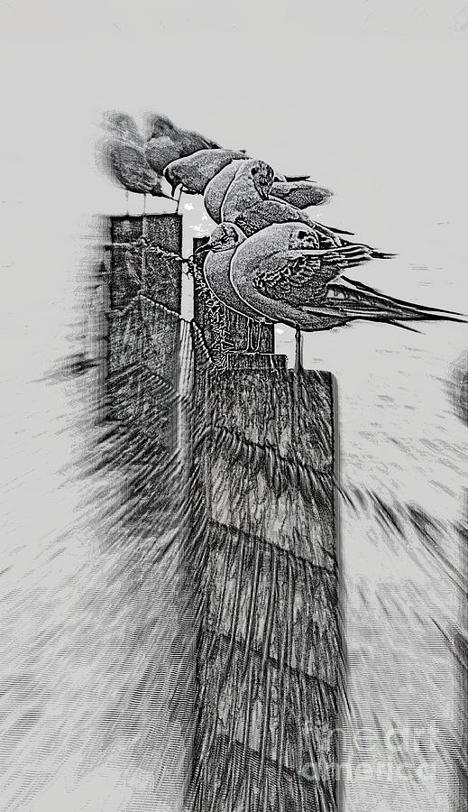 Gulls in Pencil effect Photograph by Linsey Williams