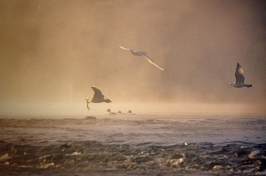Gulls in the Fog Photograph by Janet  Kopper
