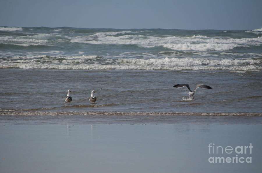 Nature Photograph - Gulls in the Surf by M J