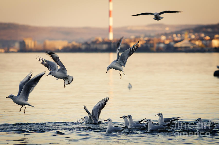 Gulls Photograph by Jelena Jovanovic