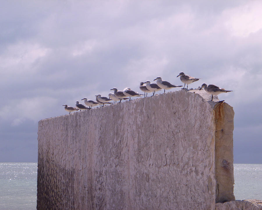 Gulls Photograph by Jon Emery
