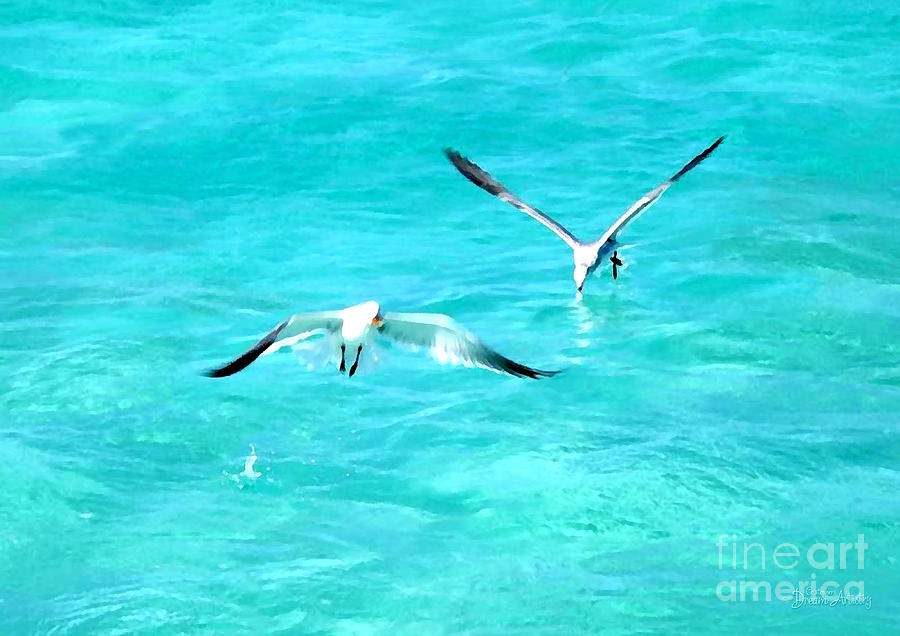 Seagull Photograph - Gulls Just Wanna Have Fun by Cristophers Dream Artistry
