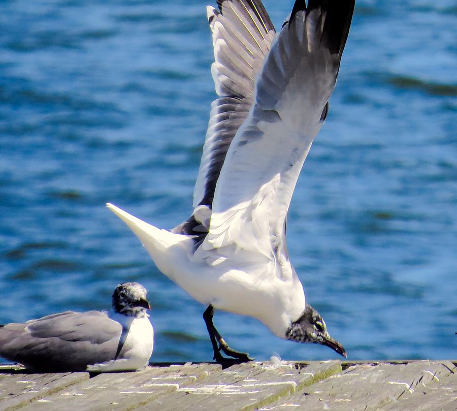 Gulls Of Florida Photograph By Zina Stromberg