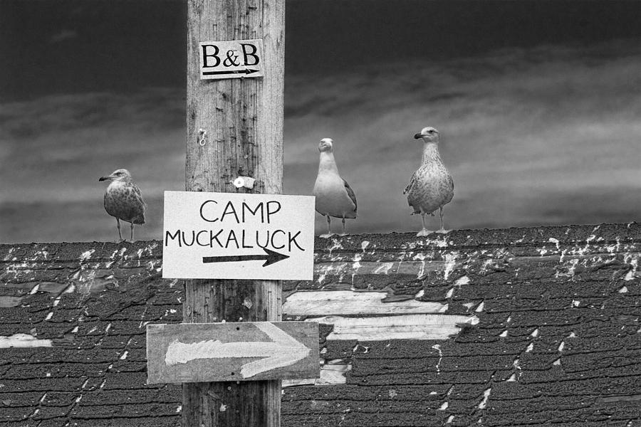 Gulls on a Rooftop with signs pointing the way to Camp Muckaluck Photograph by Randall Nyhof