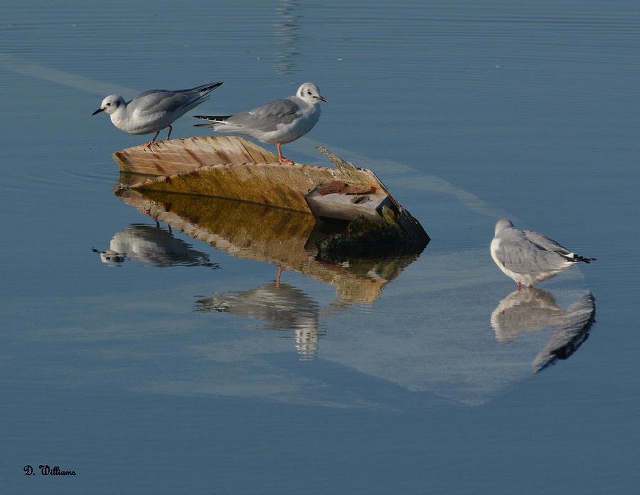 Gulls on a Sunken Boat Photograph by Dan Williams