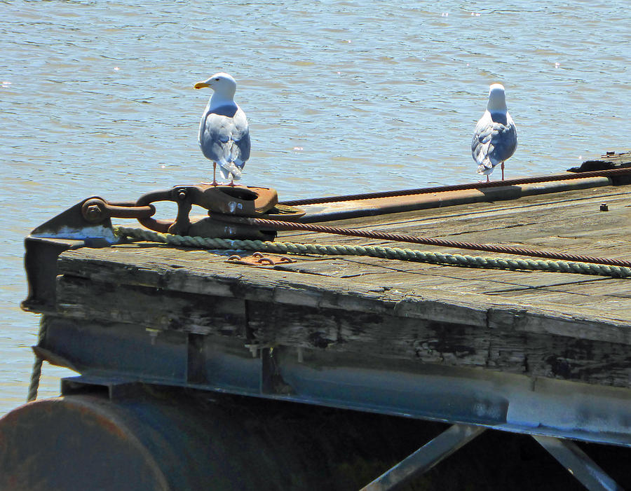 Gulls on Dock Photograph by Laurie Tsemak
