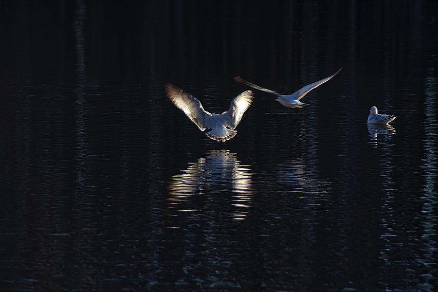 Gulls On Greenfield Lake Photograph by Phil Mancuso