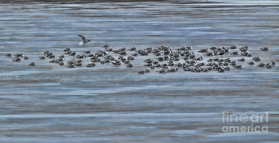 Gulls on Ice Photograph by Elizabeth Winter