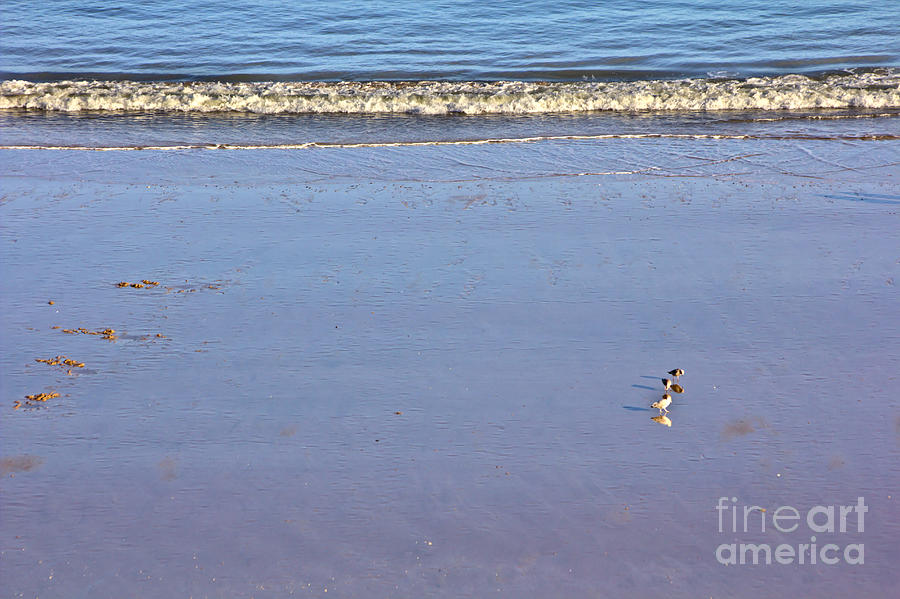 Gulls on the Beach Photograph by Jeremy Hayden
