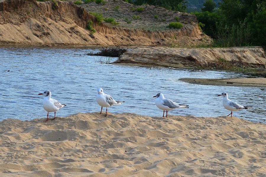 Gulls on the beach Photograph by Rumiana Nikolova