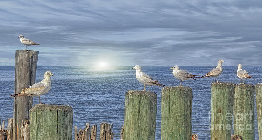 Birds Photograph - Gulls On The Pier by Tom York Images Birds Photograph - Gulls On The Pier by Tom York Images