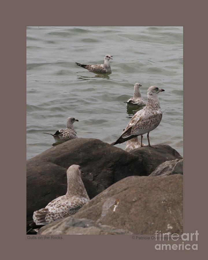 Gulls on the Rocks Photograph by Patricia Overmoyer