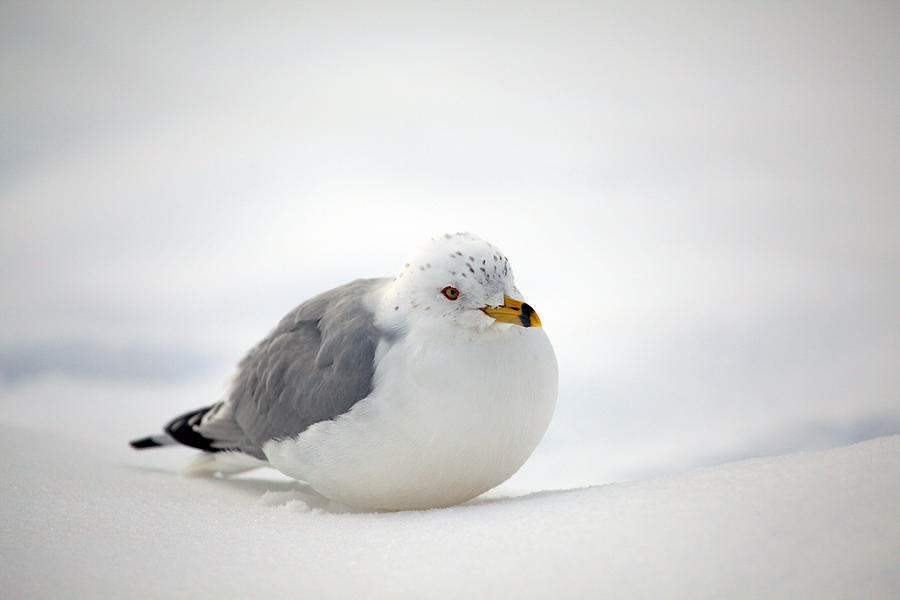Gulls Winter Pose Photograph by Karol Livote