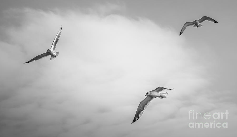 Gulls Winter Sky Photograph by Michael Arend