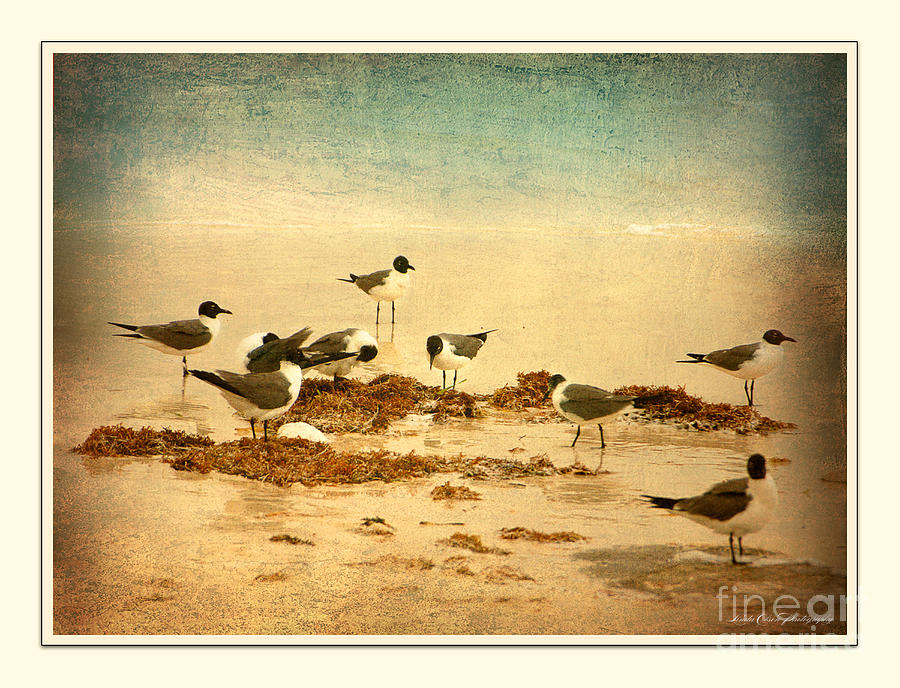 Gulls with Kelp Photograph by Linda Olsen