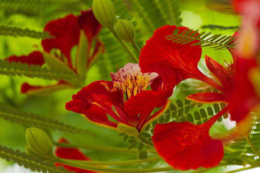 Gulmohar Flower Photograph by SAURAVphoto Online Store