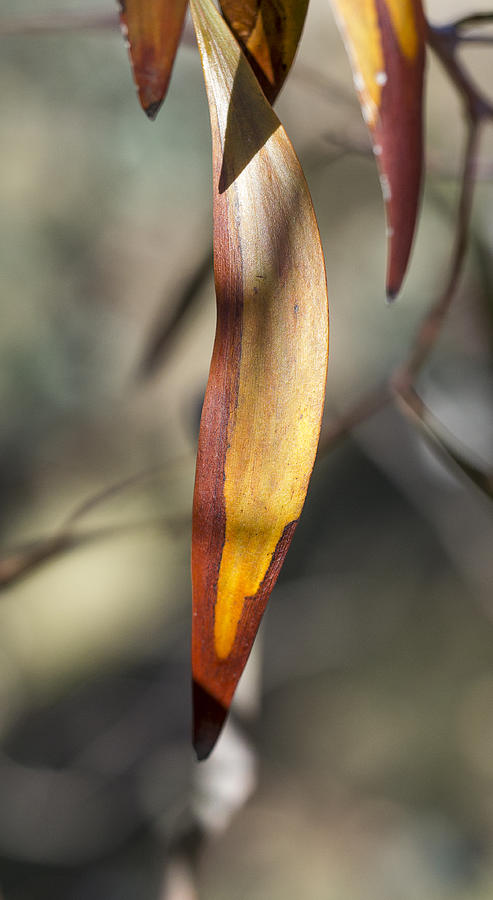 Gum Leaf - Australia Photograph by Steven Ralser