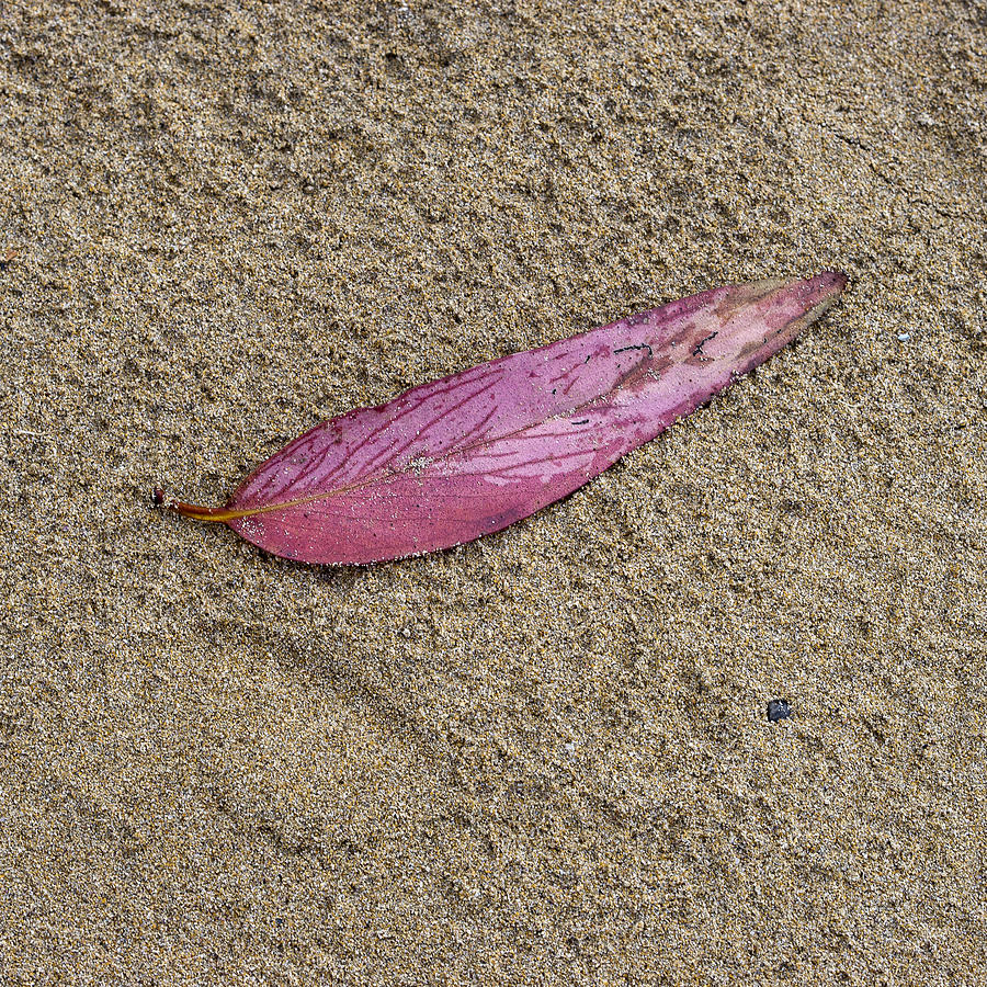 Gum Leaf on Beach Photograph by Steven Ralser