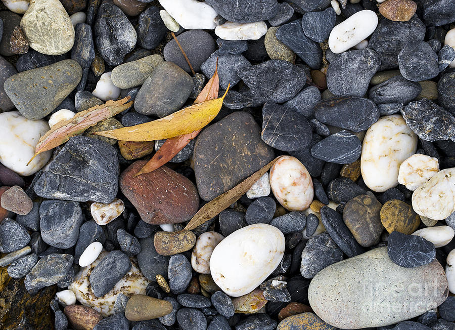 Gum leaves and rocks Photograph by Steven Ralser