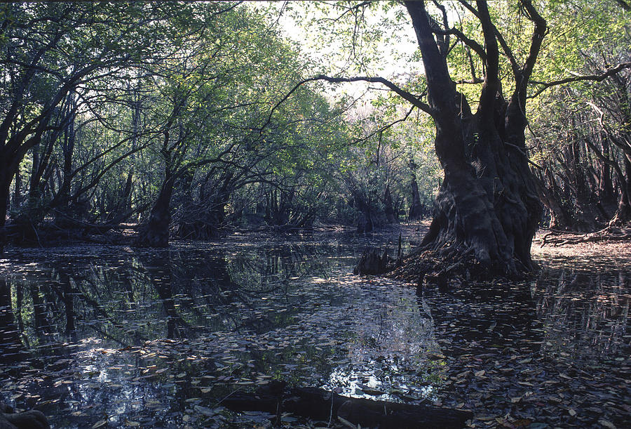 Gum Swamp Photograph by Gerald Grow