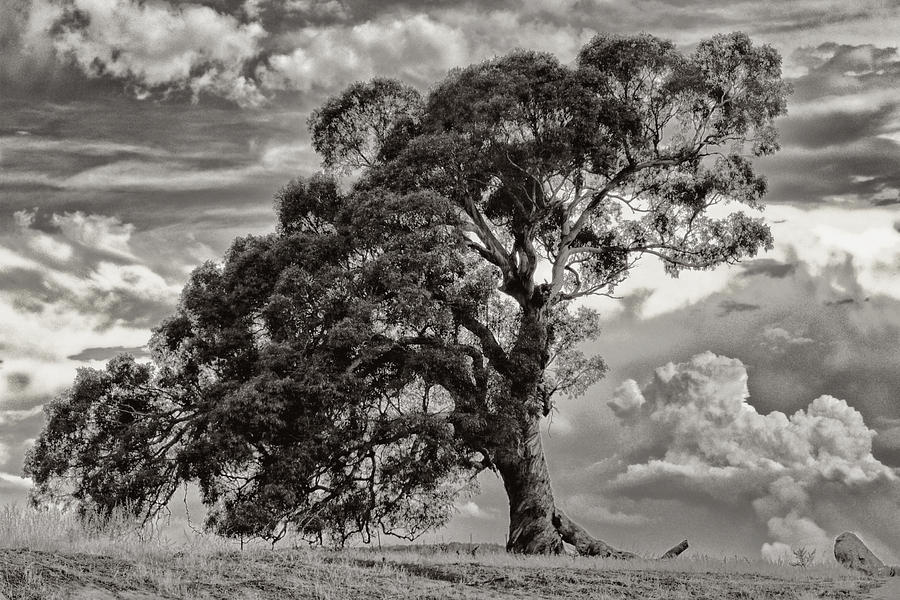 Smoke Photograph - Gum Tree And Smoke by Claire Hull