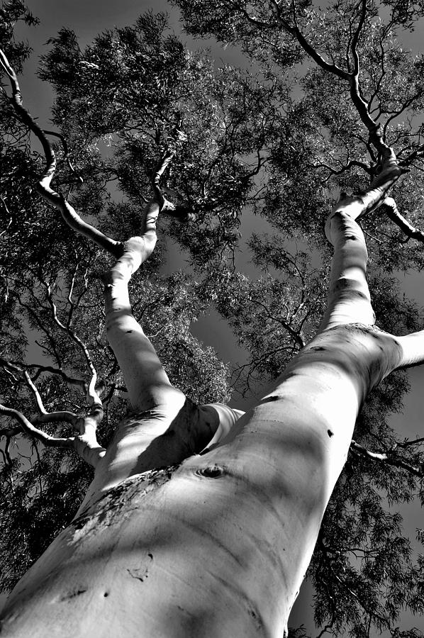 Gum Tree - Australia Photograph by Jeremy Hall