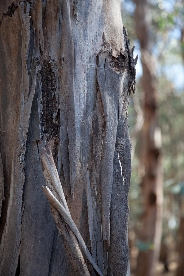 Gum Tree Bark Photograph by Carole Hinding