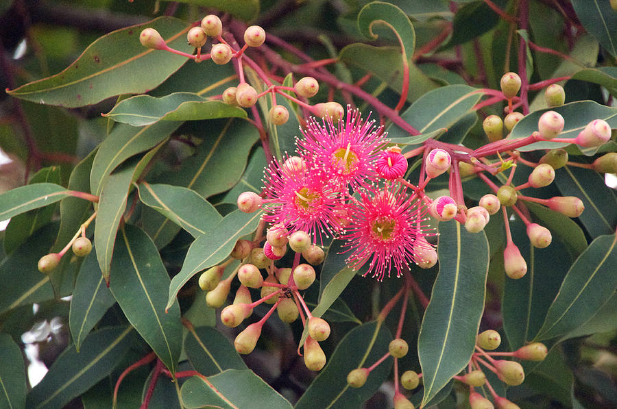 Gum tree blossom Photograph by Jane Mcainsh - Pixels