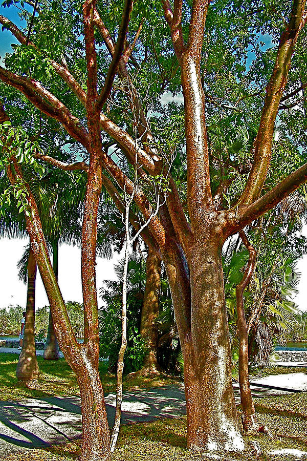gumbo limbo tree