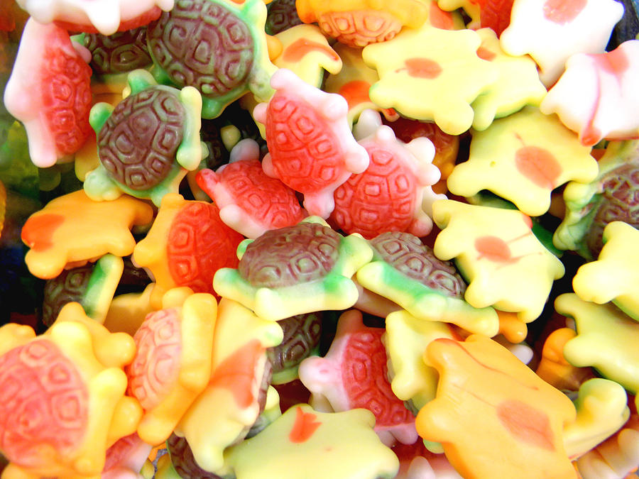 Gummie Turtles Photograph by Jonathan Androwski - Fine Art America